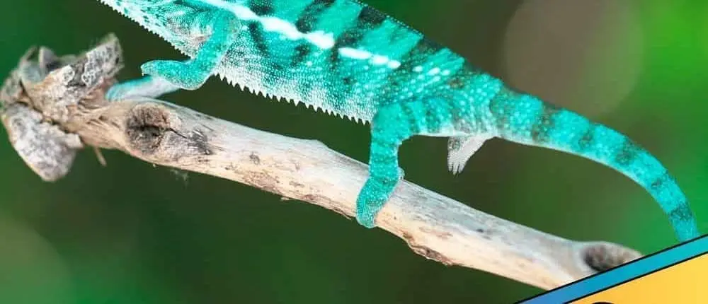 Nosy Be Chameleon for sale