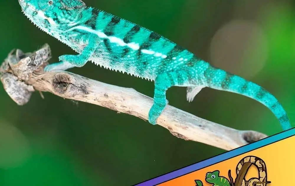 Nosy Be Chameleon for sale