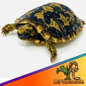 pancake tortoise for sale