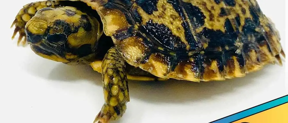pancake tortoise price