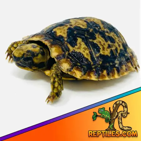 baby tortoises baby tortoise for sale