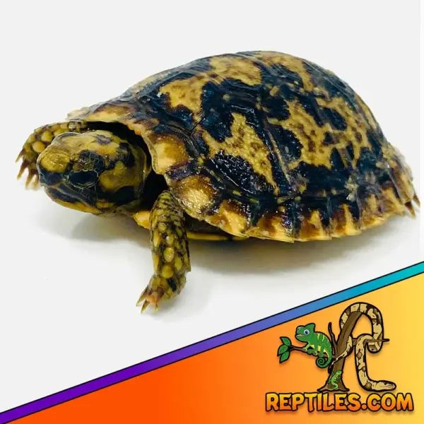 pancake tortoise price
