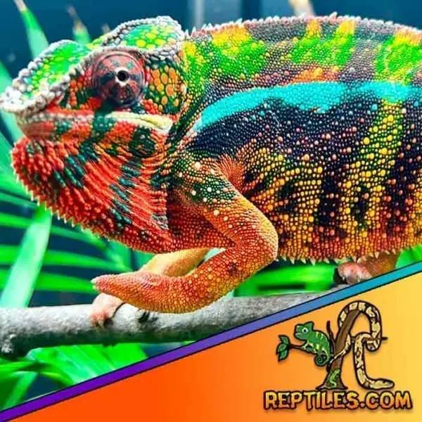 Sambava panther chameleon for sale