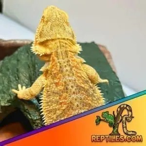 bearded dragon sale