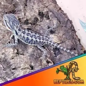 fancy bearded dragon for sale