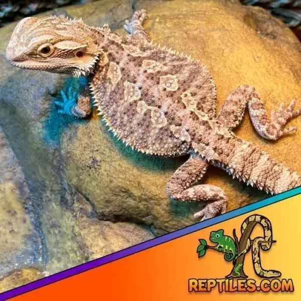 Fancy bearded dragon for sale