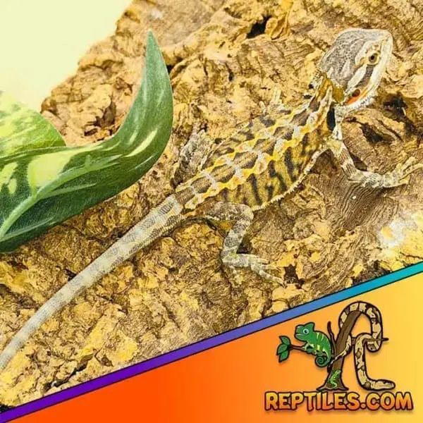 Fancy beardie