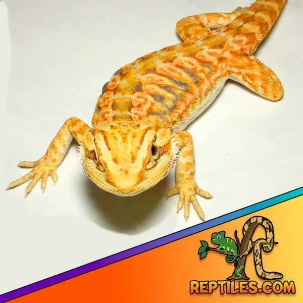 Hypo Bearded Dragon