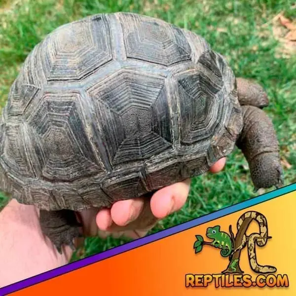 baby Aldabra tortoise