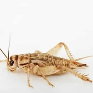 feeder crickets for sale