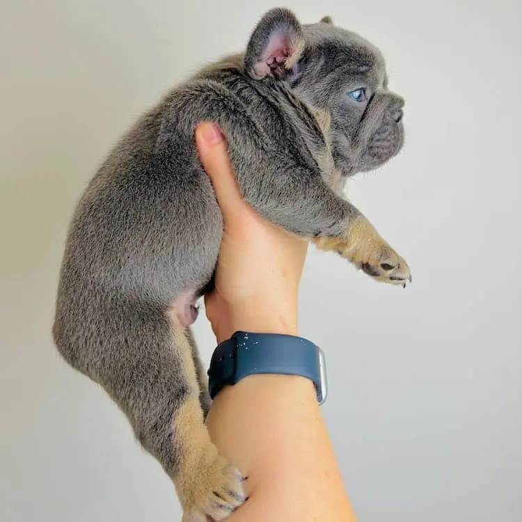 French Bulldogs for sale near me