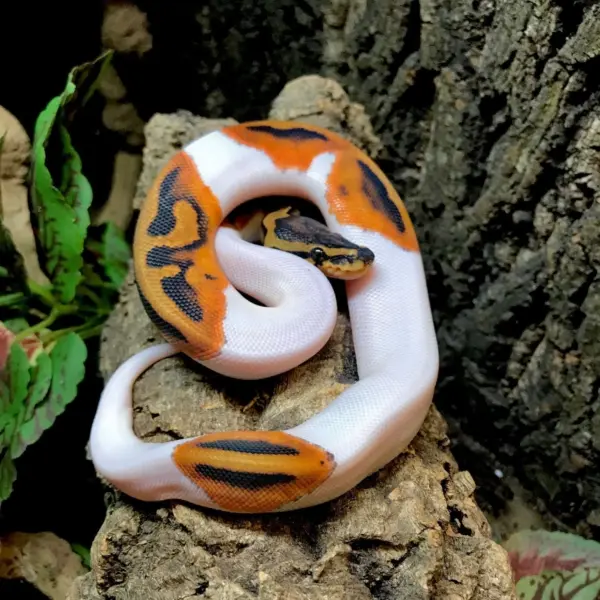 Pied ball python - Image 2