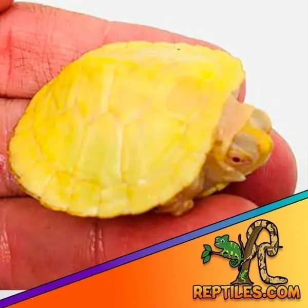 Albino Slider turtle for sale