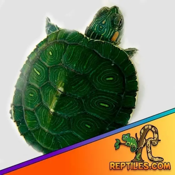 baby slider turtle