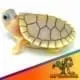 Caramel Albino Slider turtle
