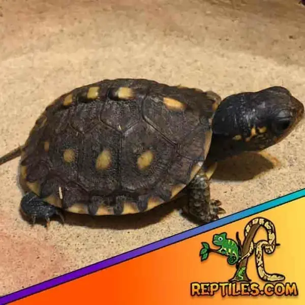 Eastern box turtle cost