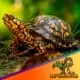 eastern box turtle