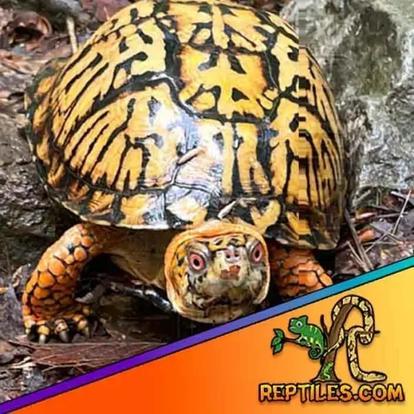 Eastern box turtle for sale