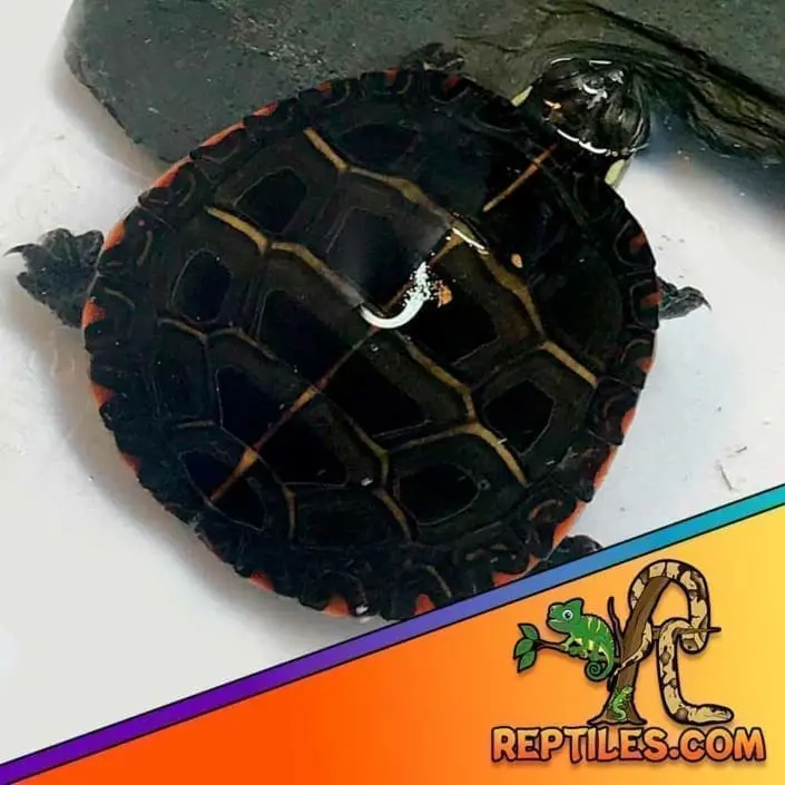 Eastern Painted turtle