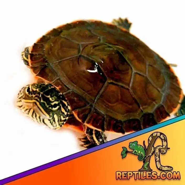 painted turtle western