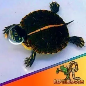 baby turtle
