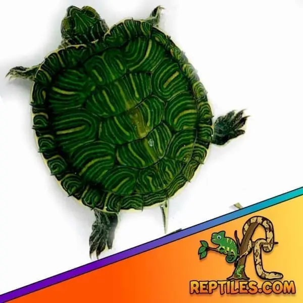red ear slider turtle for sale
