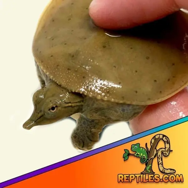 softshelled turtle for sale