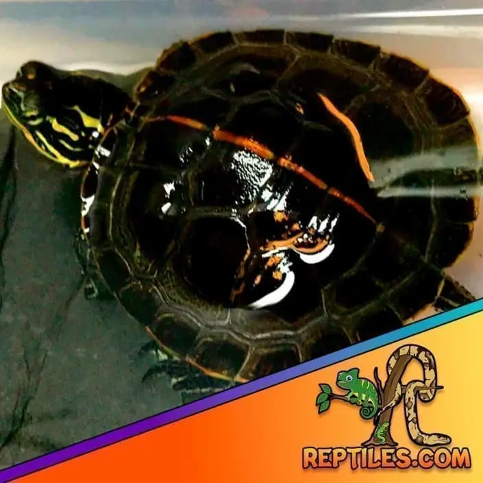Southern Painted turtle