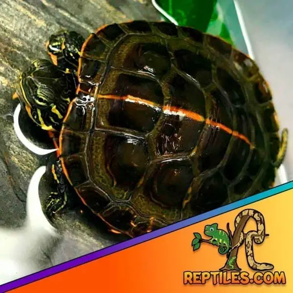 southern painted turtle for sale