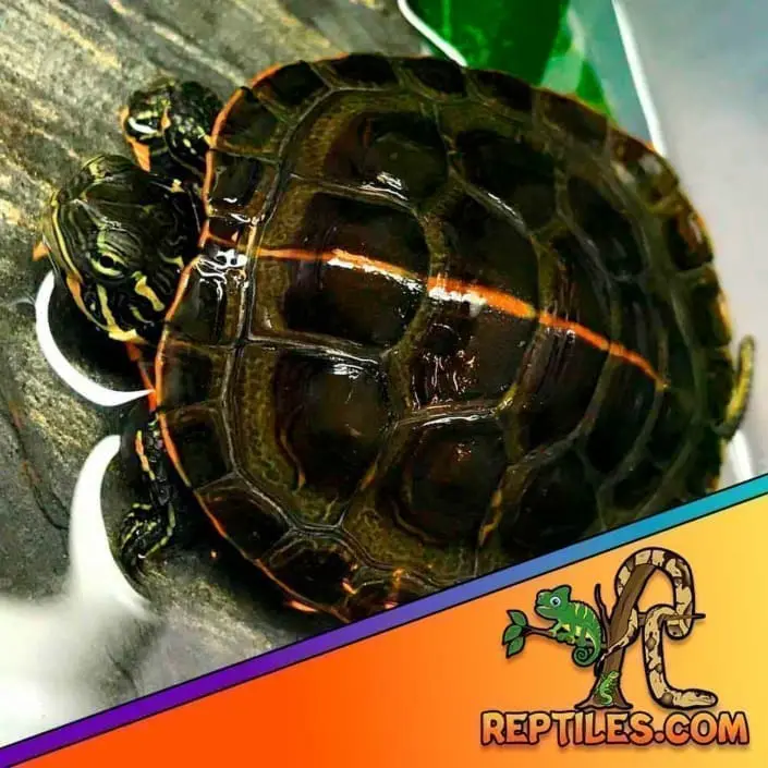 southern painted turtle for sale