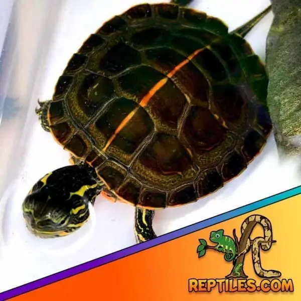 Southern Painted turtle for sale