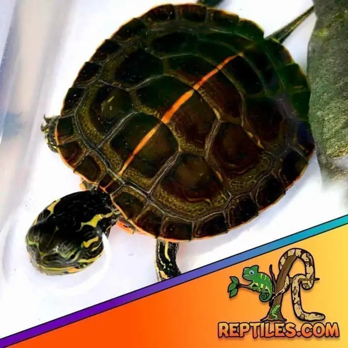 Southern Painted turtle for sale
