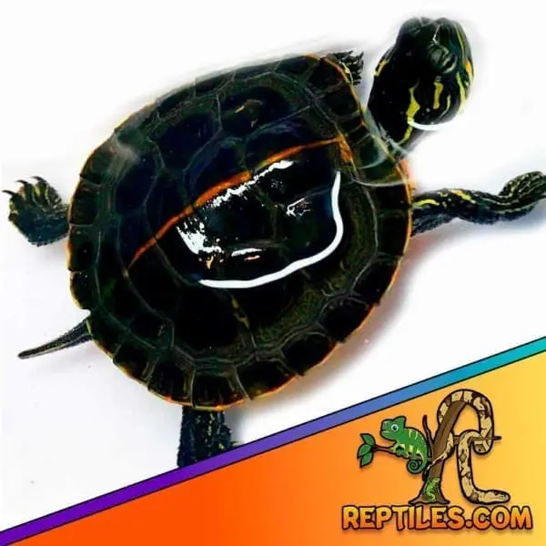 Southern painted turtle price