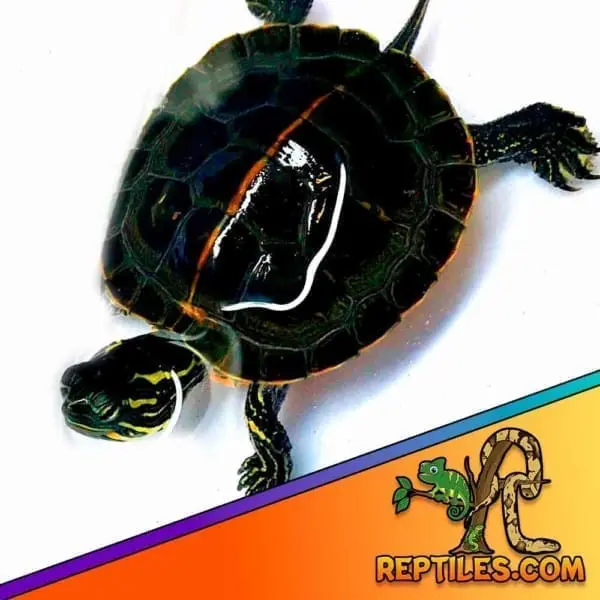 Southern painted turtle - Image 3