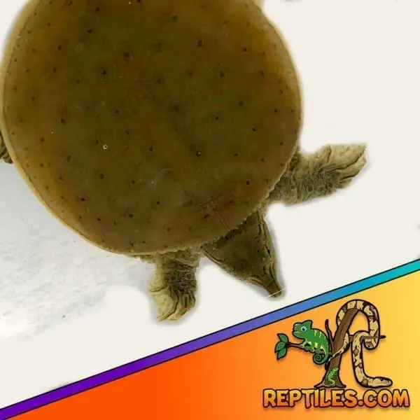spiny softshell turtle for sale