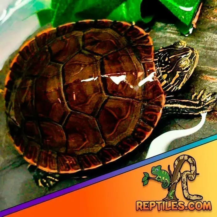 western painted turtle for sale