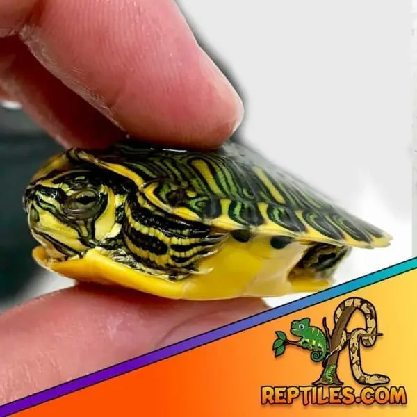 yellow belly slider turtle for sale