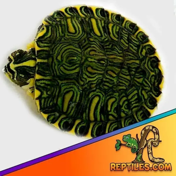 yellow belly slider turtles for sale