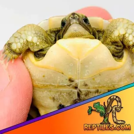 pet tortoises real live pet tortoises