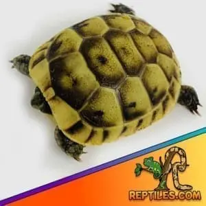 Greek tortoise for sale