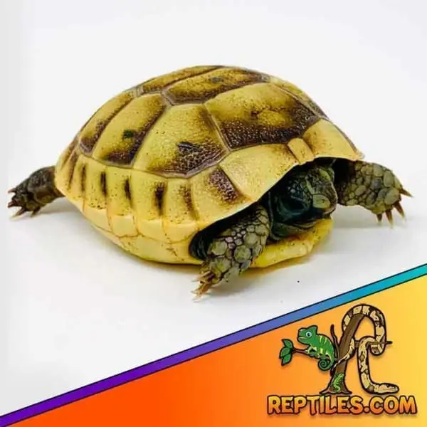 Greek tortoise price