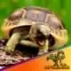 Greek tortoise for sale