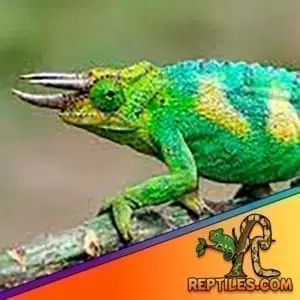 rainbow Jackson’s chameleon