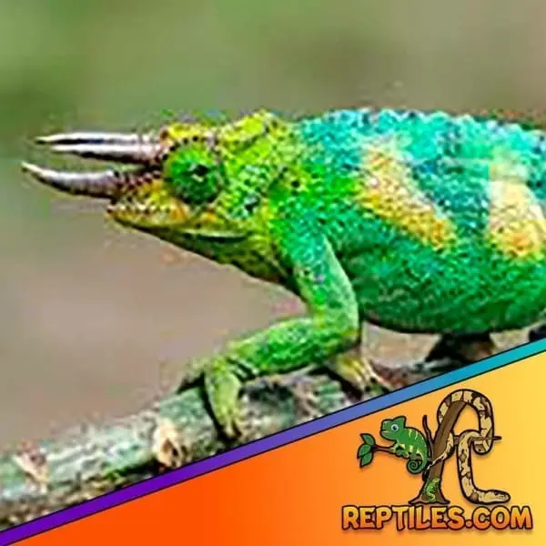 Rainbow Jackson Chameleon for sale