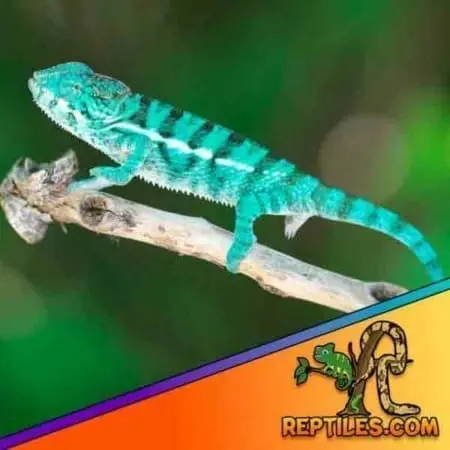 Panther Chameleon for sale