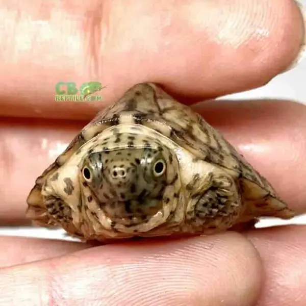 razorback musk turtle cost