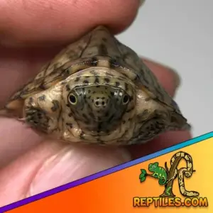Razorback musk turtle for sale