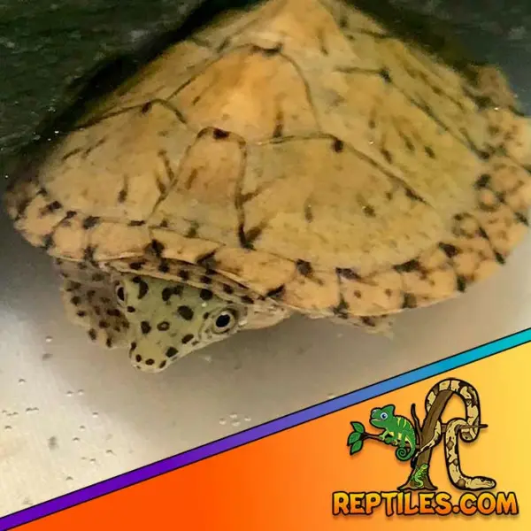 Razorback musk turtle