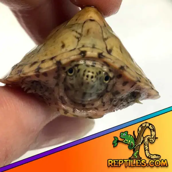 Razorback musk turtle price