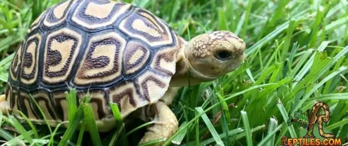 tortoise for sale
